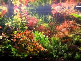 Image result for Floscopa sp.no.1