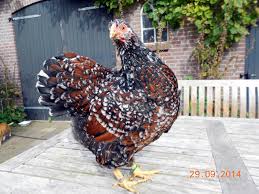 Check spelling or type a new query. Articles Chickencolours Com