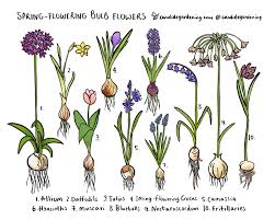 Knowing a little about different types of bulbs can help you understand how these plants grow —and how you should handle them at planting time. The 10 Best Spring Flowering Bulbs Discover Candide Gardening