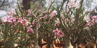 Image result for Adenia mossambicensis