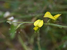 Image result for Crotalaria torrei