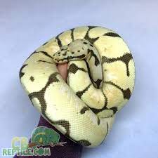 Bumblebee Desert Ghost Ball Python For Sale Online Male Ball Pythons Pythons For Sale Ball Python Pet Ball