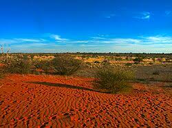 Image result for Acacia luederitzii