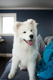 Smartest Dog Breeds In The World Ranked Dogtime Smartest Dog Breeds Samoyed Dogs Smartest Dogs