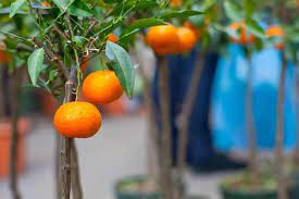 Dwarf fruit trees are perfectly suited to growing in pots and containers. Growing Dwarf Fruit Trees The Prairie Homestead