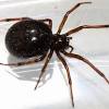 No, black widows are not hairy. 1