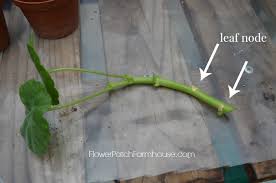 Image result for cuttings of geraniums