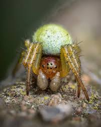 Image result for Sphaerella sp.