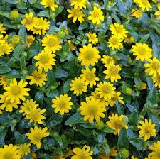 Yellow flowers (banner petal may be reddish). 45 Best Summer Flowers Beautiful Flowers That Bloom All Summer