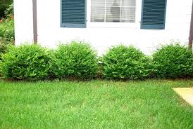 Wintergem Boxwood Foliage Close Boxwood Landscaping Front Yard Plants Landscape Curbing