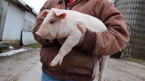 Development of the dumoulin compost site dumoulin swine farms is operated by the dumoulin dumoulin farms will receive a tipping fee averaging $1:cubic yard of bedding /landscape waste. Two Student Athletes Work Tirelessly To Maintain Family Farm Observer