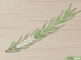Acquaint yourself with the following basics on how to care for lavender indoors and you'll be. How To Grow Lavender From Cuttings With Pictures Wikihow