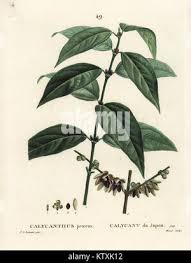 Image result for Cynanchum praecox