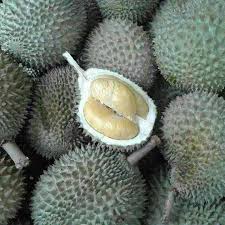 We did not find results for: Ø¯ÙˆØ±ÙŠØ§Ù† Ù…ÙˆØ³Ø§Ù†Ø¬ ÙƒÙŠÙ†Ø¬ Buy Musang King Durian Fresh Durian Fruit Product On Alibaba Com