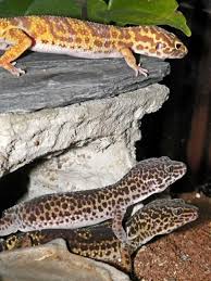 Gekončice Ginger, Daisy, Tracy