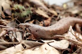 Image result for Steganotaenia hockii