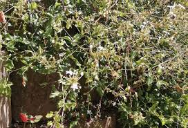 Image result for Plumbago zeylanica