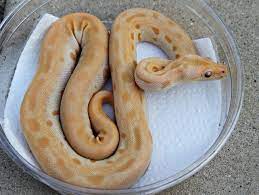 For Sale 2011 Burmese Pythons Morphs Available Faunaclassifieds Burmese Python Pythons For Sale Python