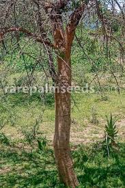 Image result for Commiphora pedunculata
