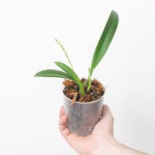 Image result for Bulbophyllum schinzianum
