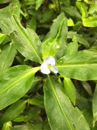 Image result for Commelina kotschyi