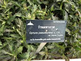 Image result for Gynura pseudochina