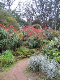 Sf Botanical Garden Beautiful Gardens Amazing Gardens Drought Tolerant Garden