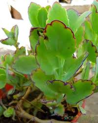 Kalanchoe Laxiflora Suculentas Plantas Suculentas Cactus Y Suculentas