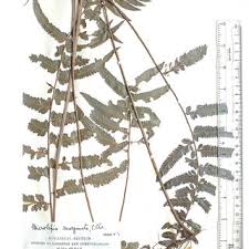 Image result for Huperzia afromontana