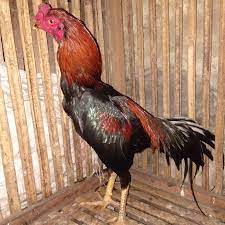 Farm shop ayam bangkok bk. Peternak Ayam Bangkok Ngampel Papar Kediri Farm Shop Ayam Bangkok Bk
