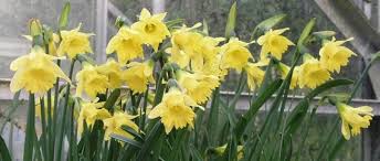 Narcissus Minor Cedric Morris This Unique Daffodil Is Usually In Flower For Christmas Day Continuing To Bloom Through Spring Garden Narcissus
