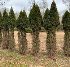 We did not find results for: Oh Deer Deer Eating More Resistant Plants Fairway Green Inc