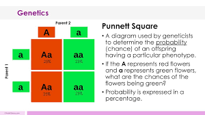 Two heterozygous green plants are crossed. Presented By Kesler Science Ppt Download