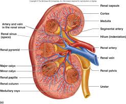 Kidney Structure Diagram Kidney Diagram Unmasa Dalha Human Kidney Kidney Anatomy Human Anatomy And Physiology
