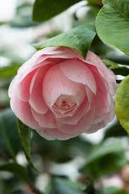 Pin On Gardens And Gardening