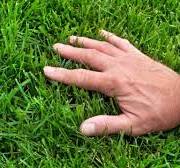 10 Best Types of Grass for Your Lawn: A Full Guide