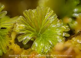 Image result for Crepidomanes