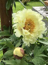 Pin On Peonies