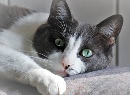 Alla gatta immediatamente dopo l'operazione sono apparsi alcuni ematomi in pelle nella zona in merito agli ormoni presenti al momento della sterilizzazione di sicuro non hanno aiutato, ma la. Gatto Sterilizzato Castrato Comportamento Tipico Il Mio Gatto E Leggenda