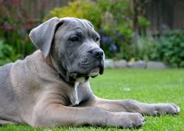 Black Blue Cane Corso Puppies For Sale Formentino Cane Corso Pup Danny Cane Corso Mastiff Dogs Best Dog Breeds
