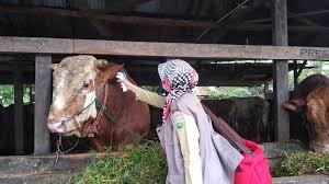 We did not find results for: Dua Calon Sapi Kurban Jokowi Di Palembang Lakukan Cek Kesehatan Urban Id