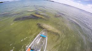 Maybe you would like to learn more about one of these? Surrounded By Manatees In A Clear Kayak Today In St Pete Fl Youtube