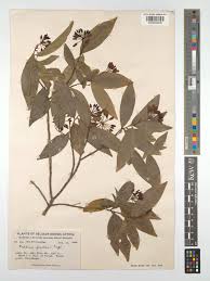 Image result for Peddiea