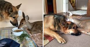 Maybe you would like to learn more about one of these? German Shepherd Dogs For Sale California Animal Daily News