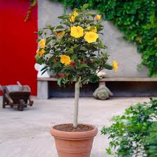 Moscheutos species, also known as rose mallow; Yellow Tropical Hibiscus Trees For Sale Fastgrowingtrees Com