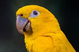 Conure - Problem Parrots