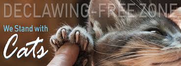 What are the alternatives to declawing? Declawing Janesville Veterinary Clinic