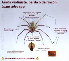 Araña violinista o del rincón tambien llamada reclusa parda: Soy Aracnologo Preguntame Lo Que Quieras A Twitter Placa Que Enlista Las Caracteristicas Principales Para Poder Reconocer A Las Aranas Violinistas Pardas O De Rincon Genero Loxosceles Loxosceles Spiderinfo Arana Violinista Https T Co