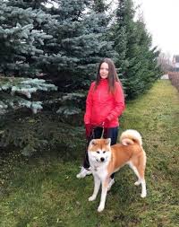 15 reasons akita inu are the worst indoor dog breed of all time page 4 of 5 the dogman dog breeds indoor dog dogs