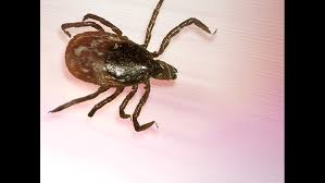 Image result for Tick Paralysis